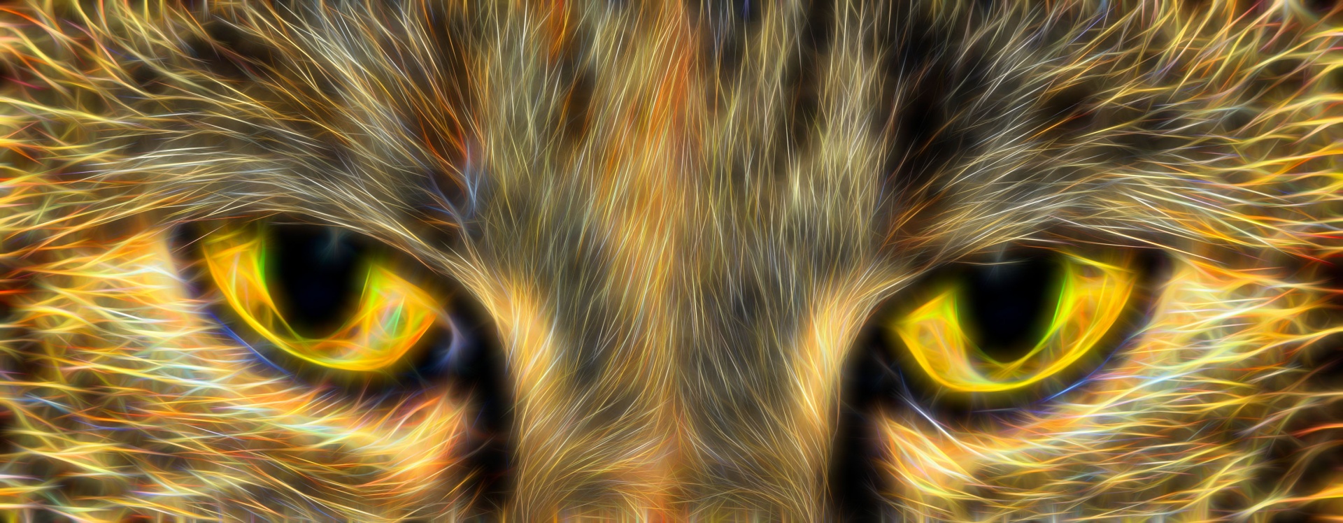 Cat Eyes Free Stock Photo - Public Domain Pictures