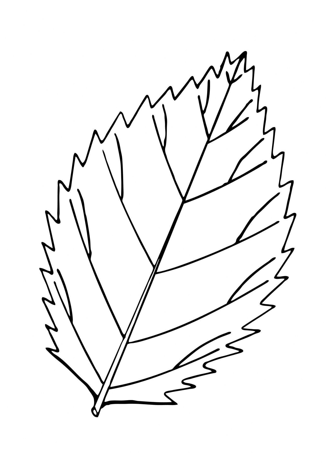leaf-outline-illustration-clipart-free-stock-photo-public-domain-pictures