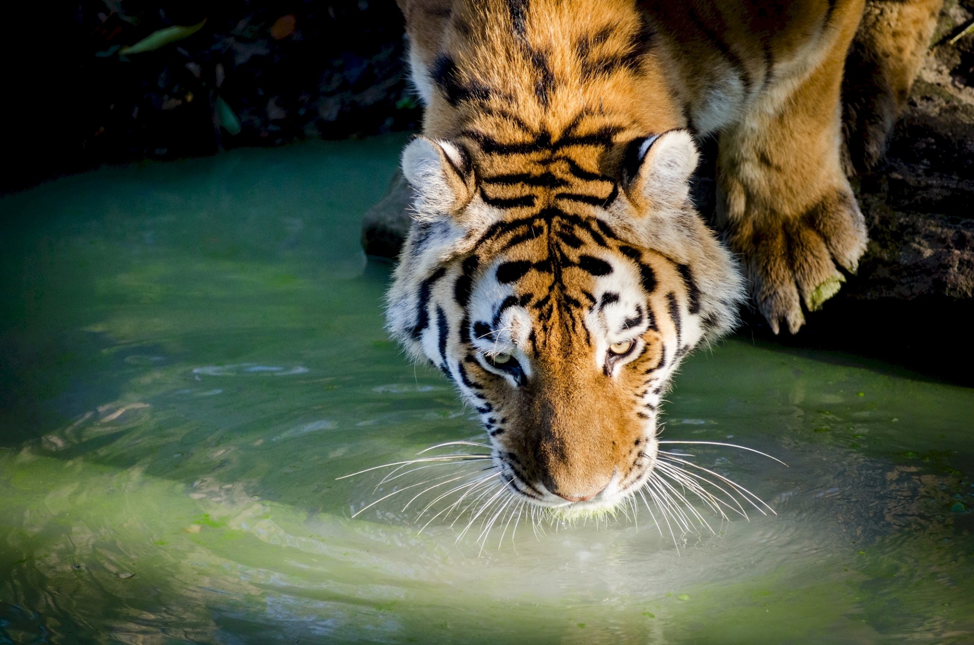 Portrait Of Tiger Drinking Free Stock Photo - Public Domain Pictures