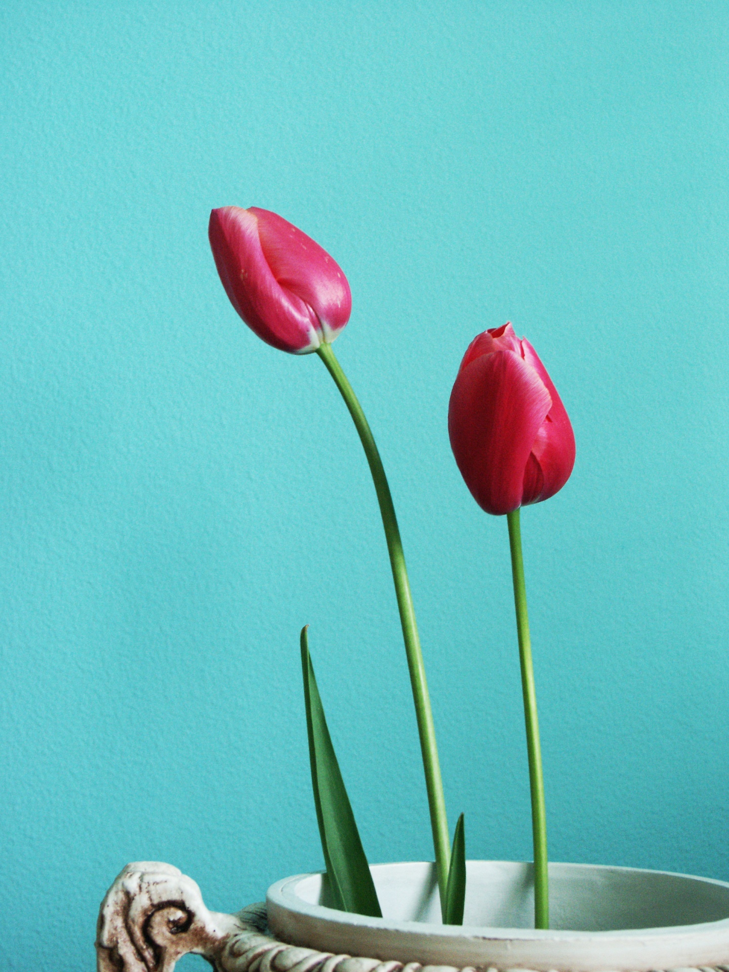 Two Red Tulips