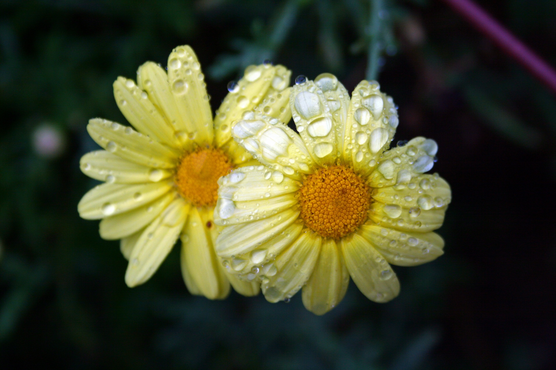 Water Drops On Pale Yellow Daisies