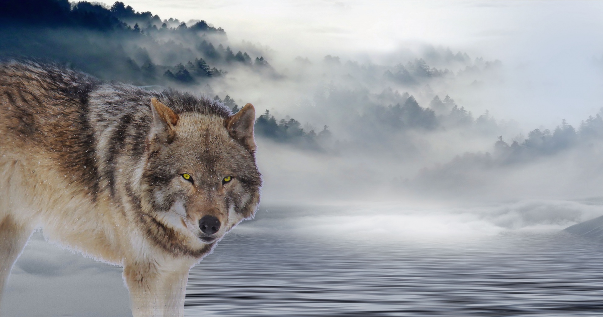 600+张最精彩的“狼”图片 · 100%免费下载 · Pexels素材图片