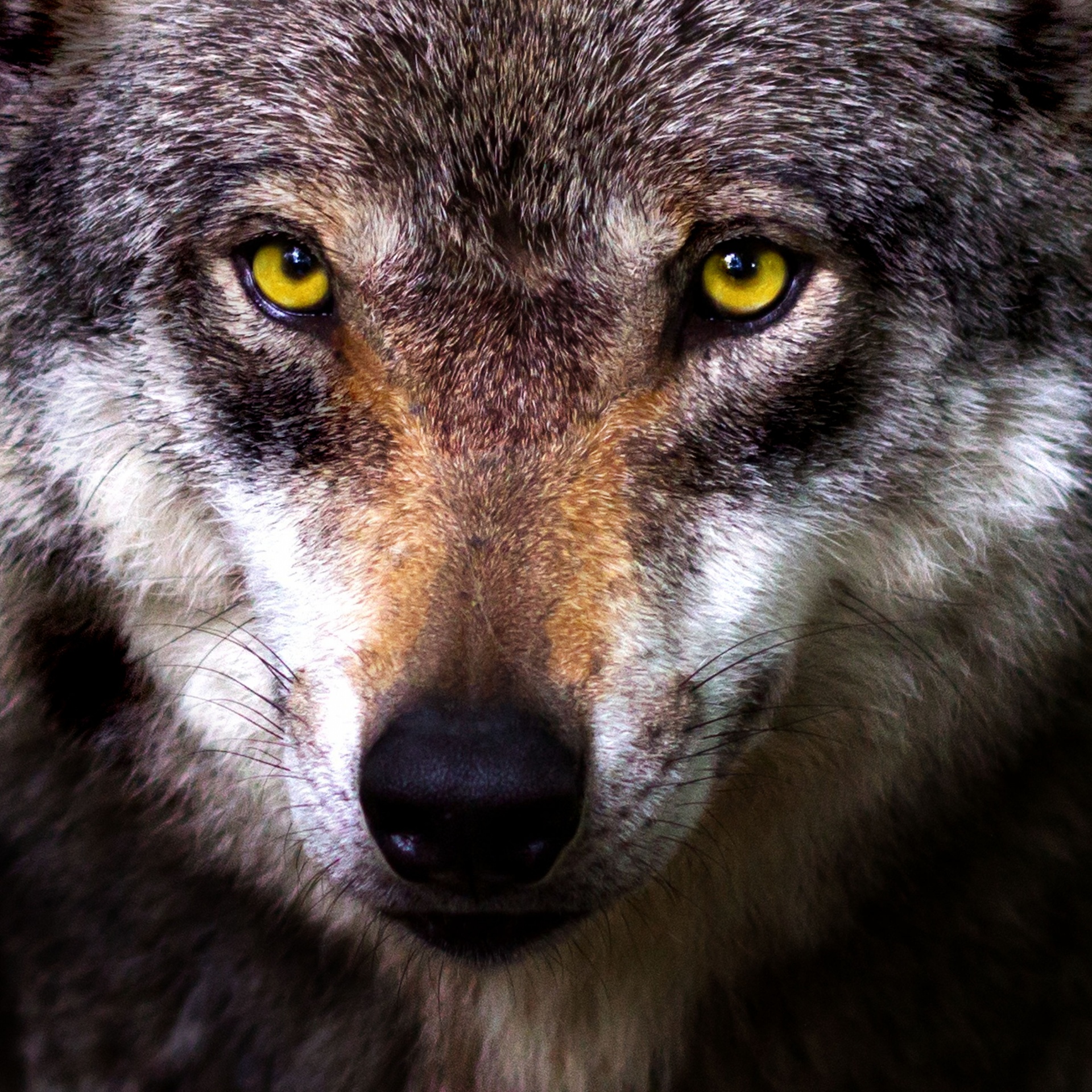 Wolf Face Free Stock Photo - Public Domain Pictures