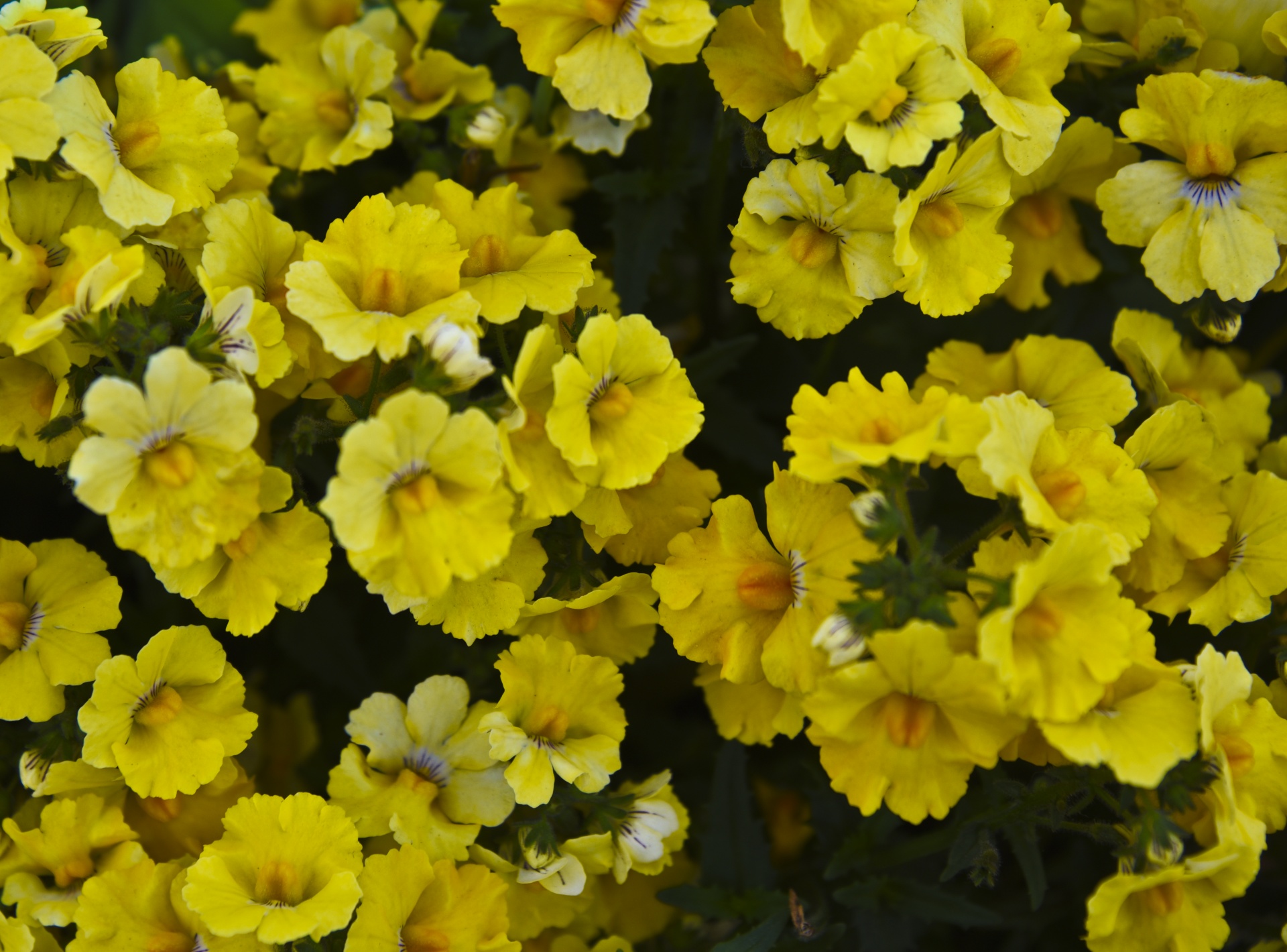 Yellow Spray Of Flowers