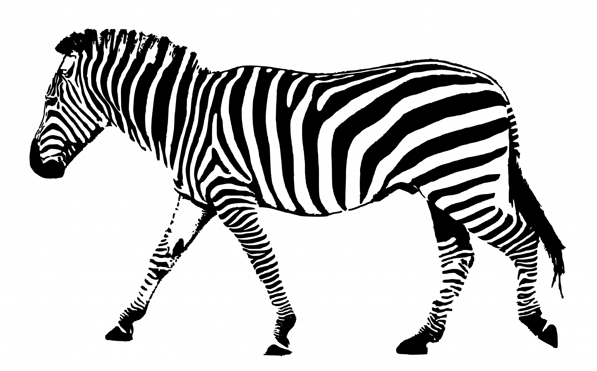clipart zebra black and white - photo #45