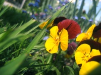 Pansies In The Spring