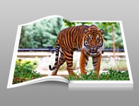 Sumatran Tiger Photo Book