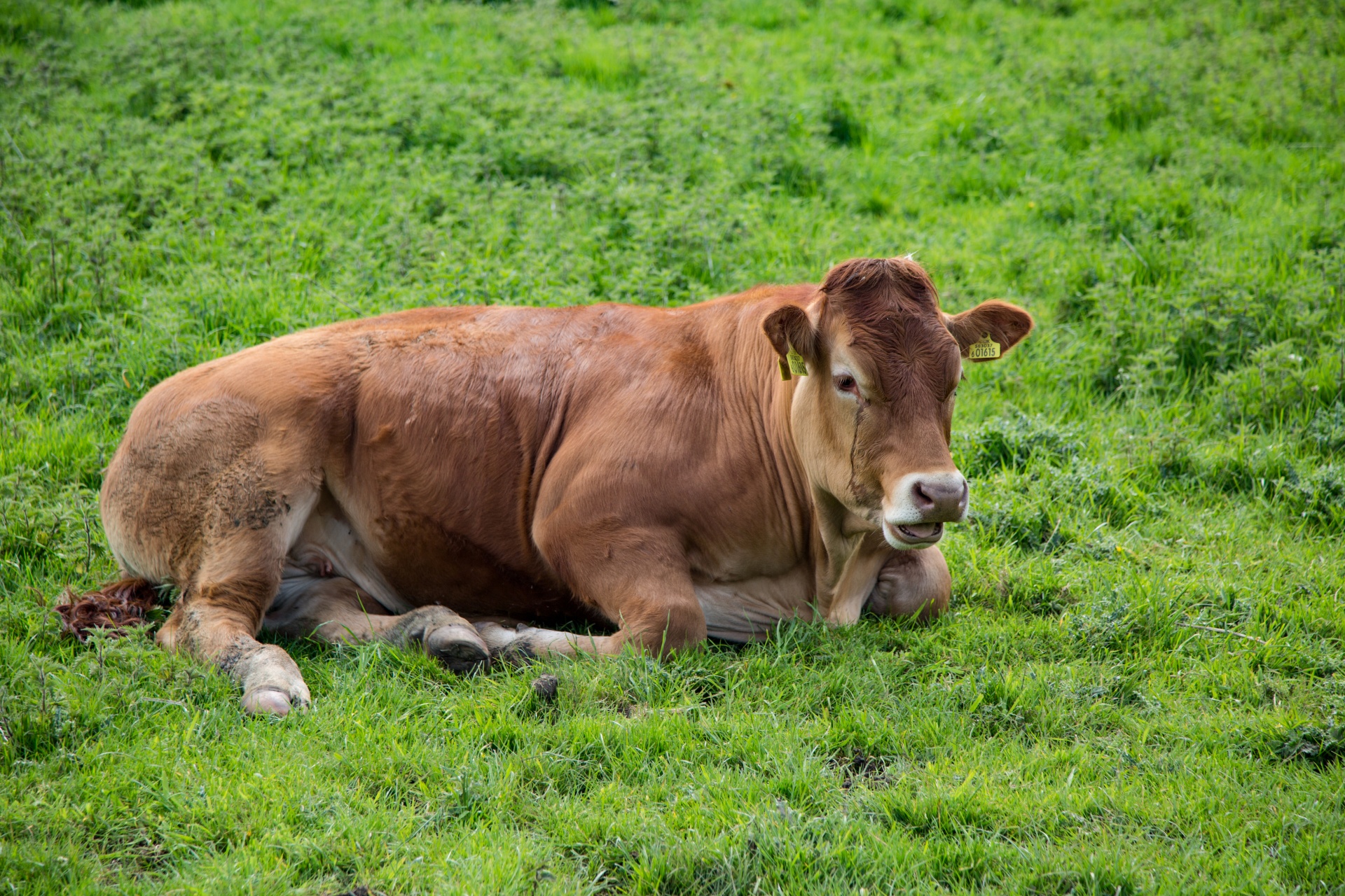 牛 動物 Alp 企業様 · Pixabayの無料写真