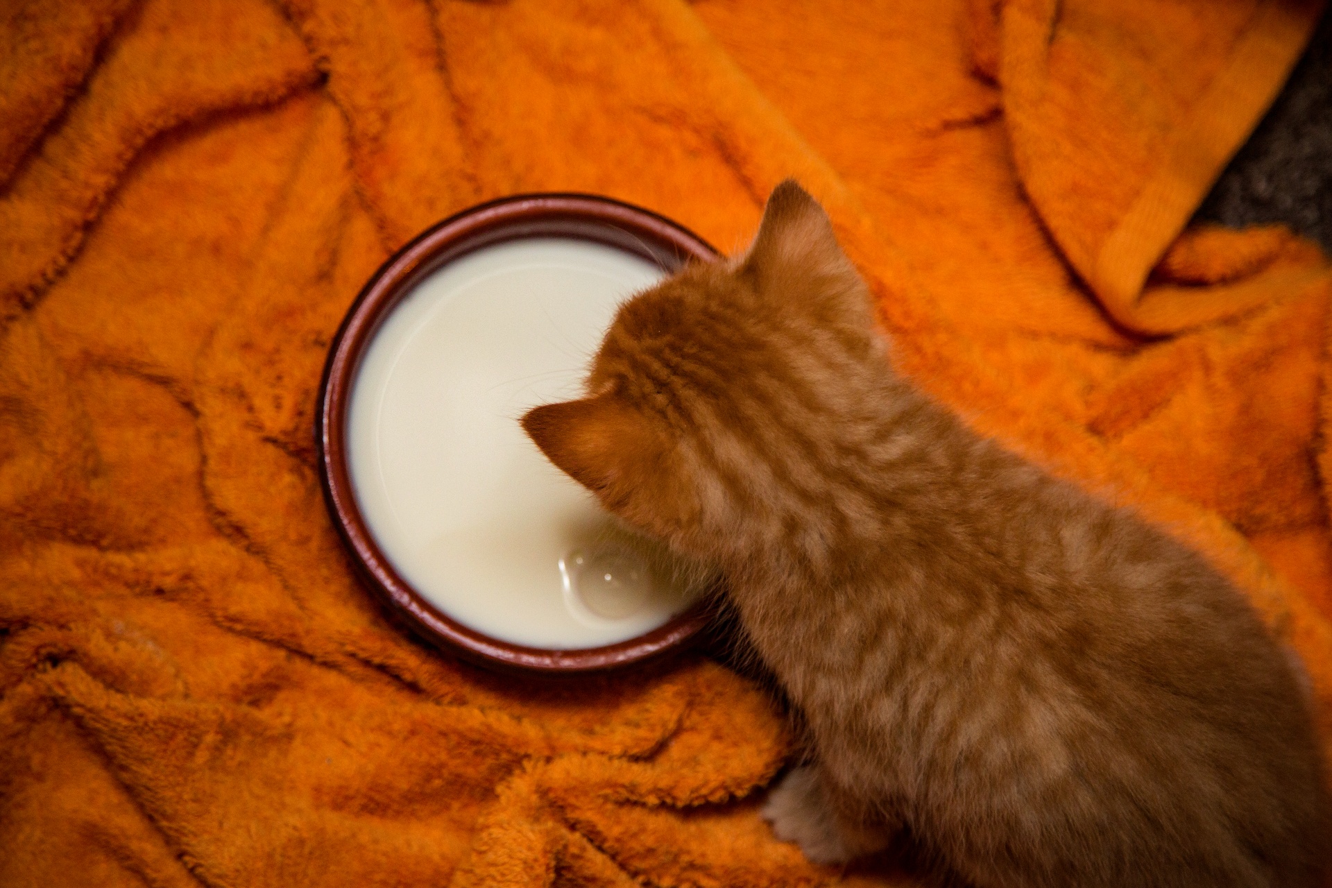 Cute Cat Drinking Milk Free Stock Photo - Public Domain Pictures