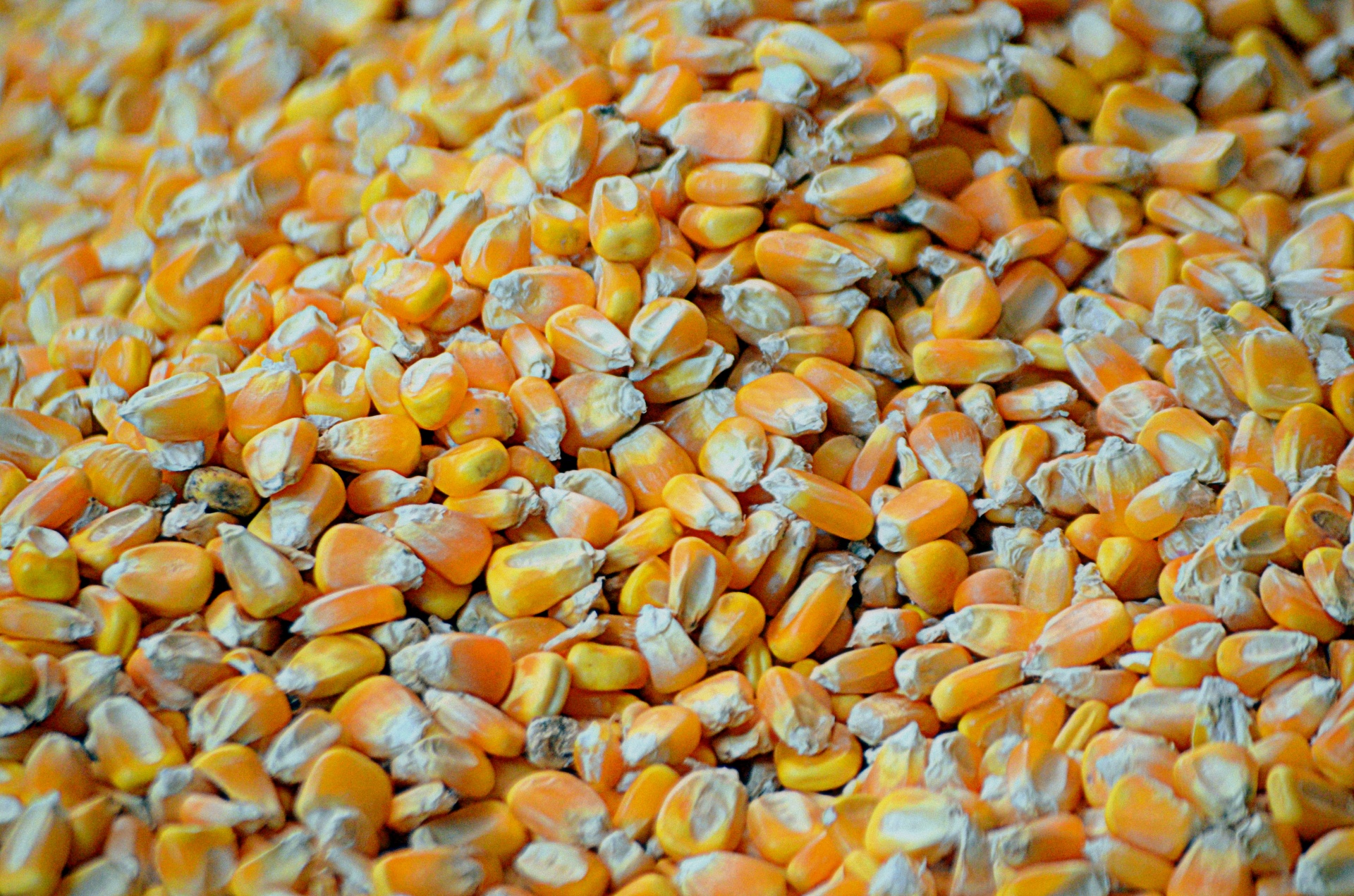 kernels-of-corn-free-stock-photo-public-domain-pictures