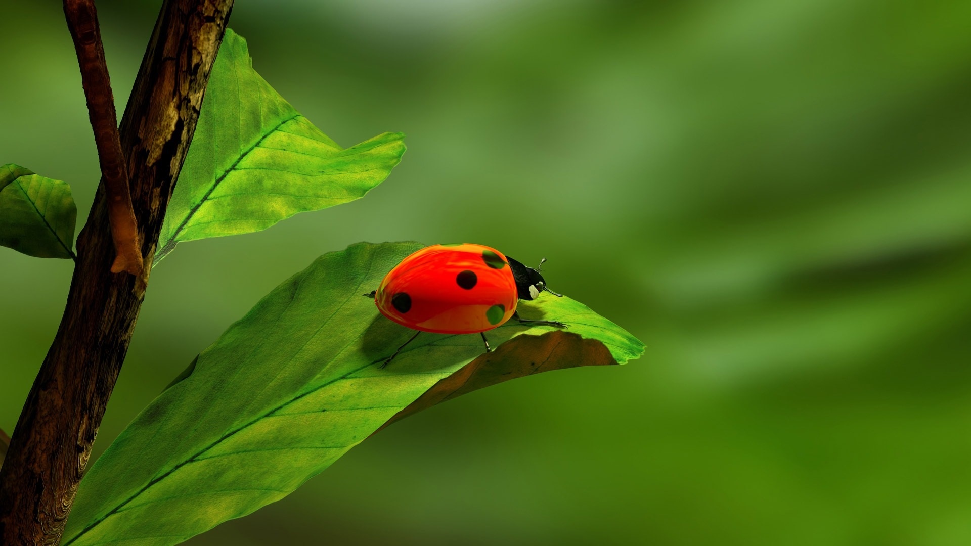 leolupe-saint-patrick-s-school-thanks-to-the-ladybugs-we-still-have