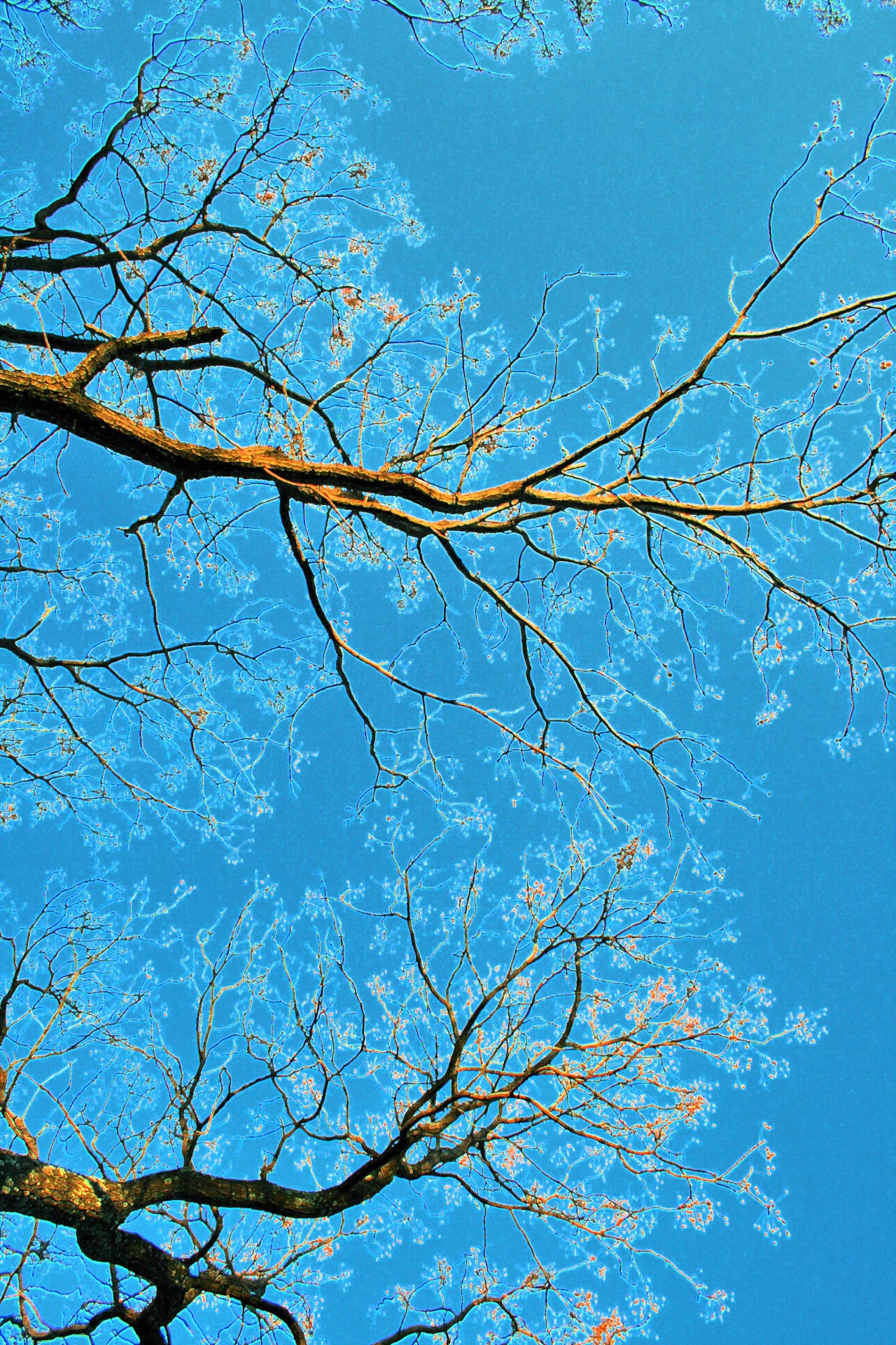 Sky With Syringa Tree Branches