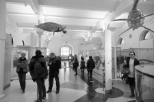 American Museum Of Natural History