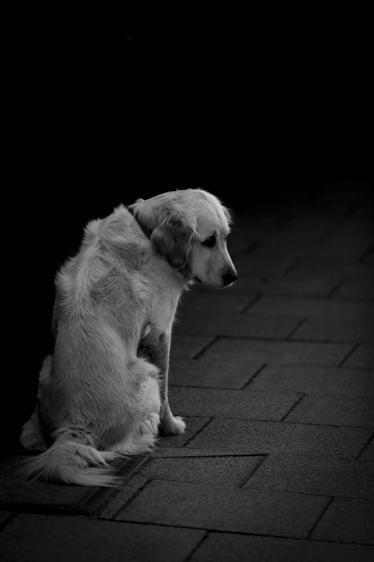 悲伤的狗摄影图片-悲伤的狗摄影作品-千库网