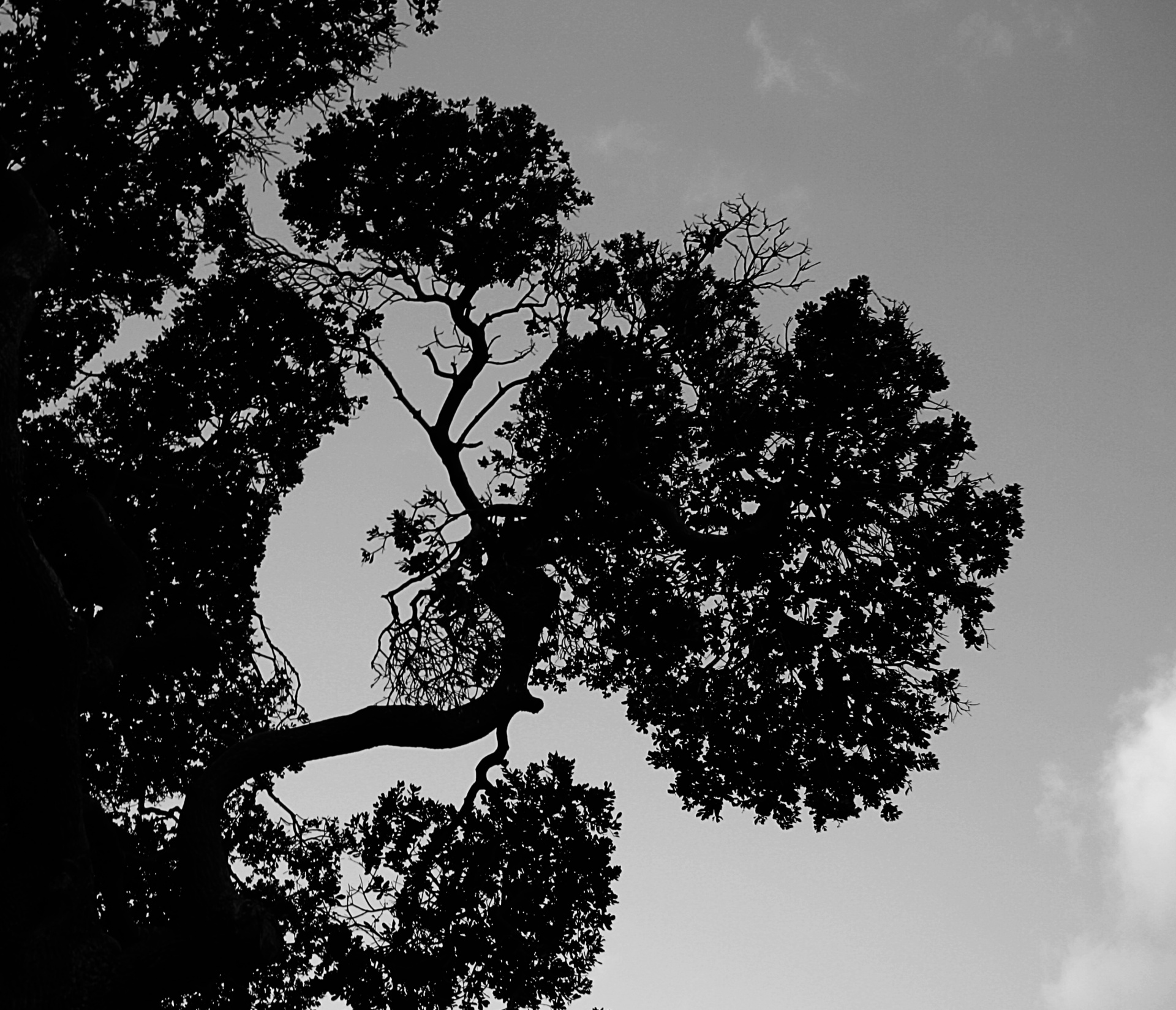 Stylish Tree Branches In Silhouette Free Stock Photo - Public Domain