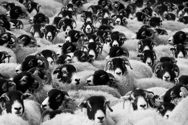 flock-of-sheep-11297062828f55.jpg