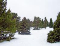 Evergreen Trees In Snow