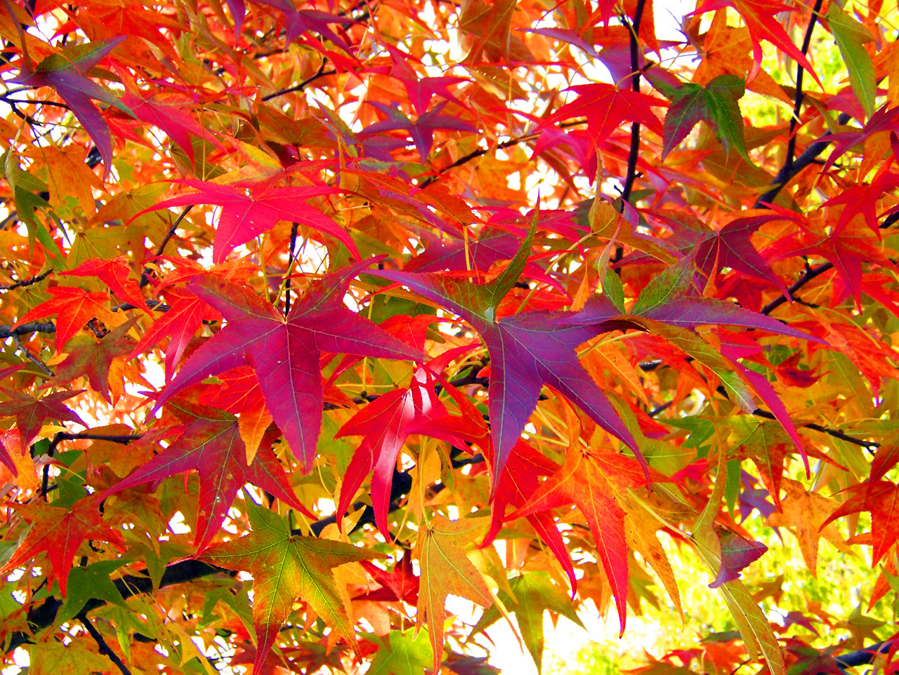 Autumn Leaves Free Stock Photo - Public Domain Pictures