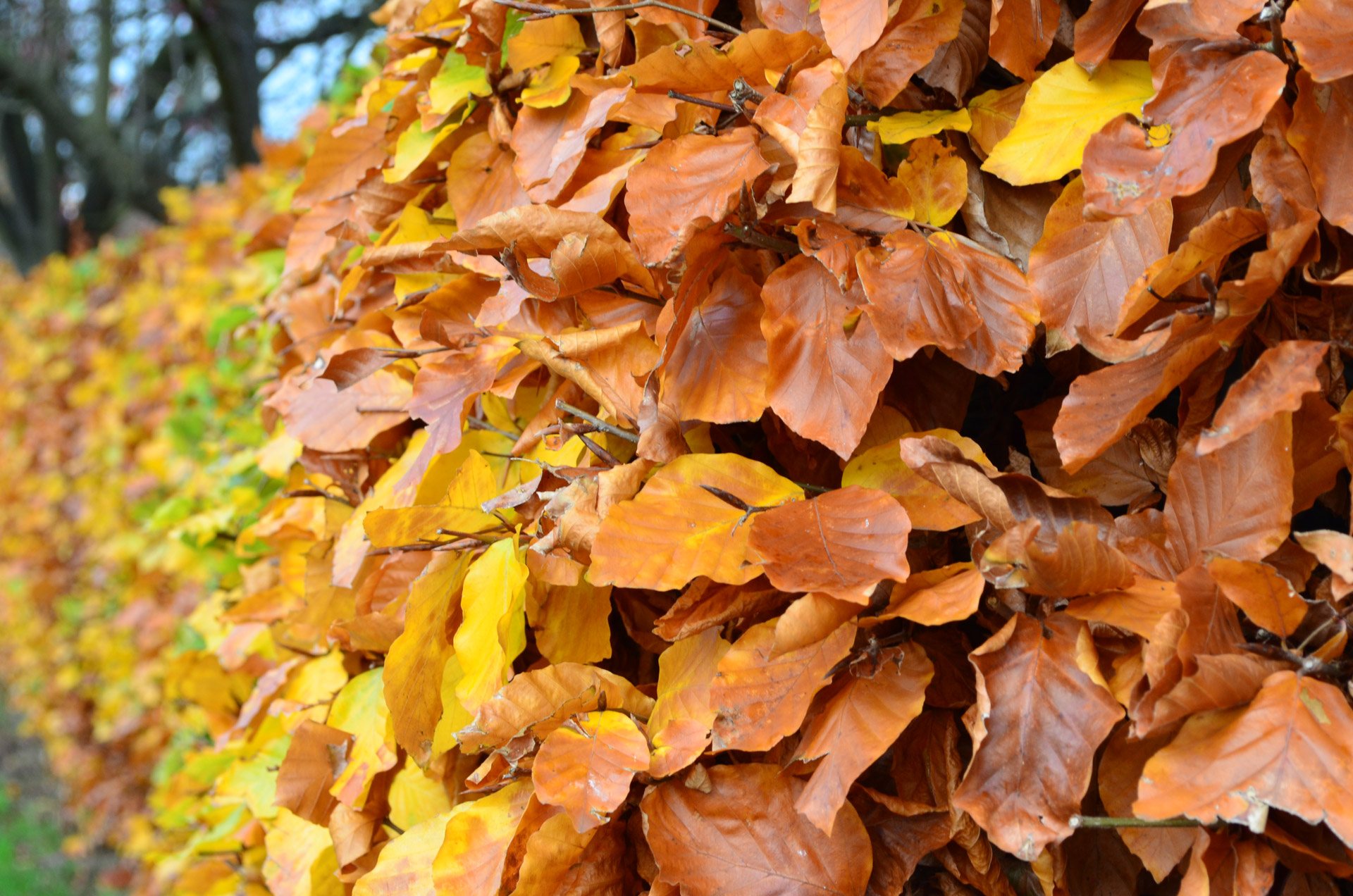 Autumn Yellow Leaves Free Stock Photo - Public Domain Pictures
