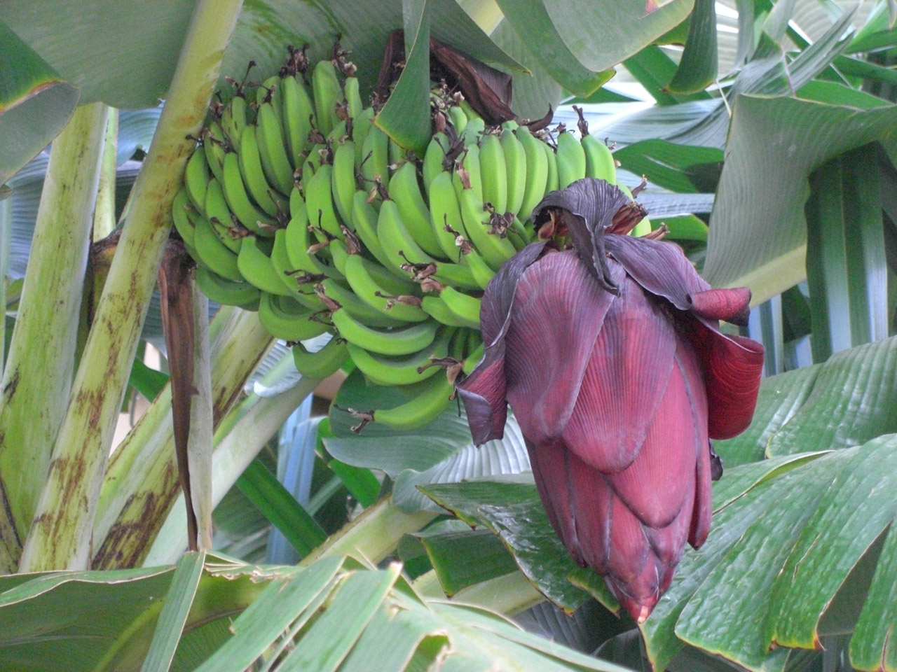 香蕉树图片大全