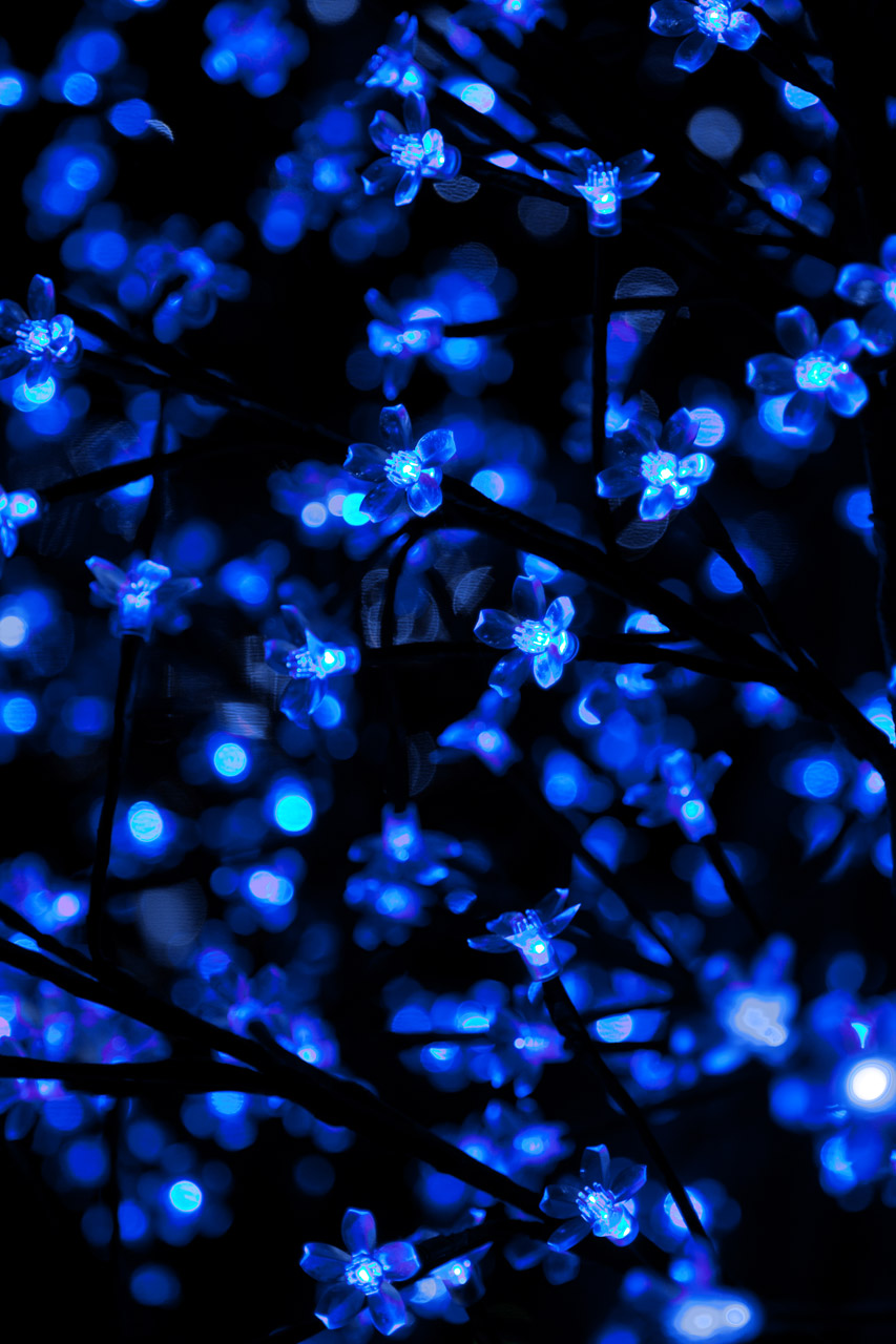 Blue Christmas Lights Free Stock Photo - Public Domain ...
