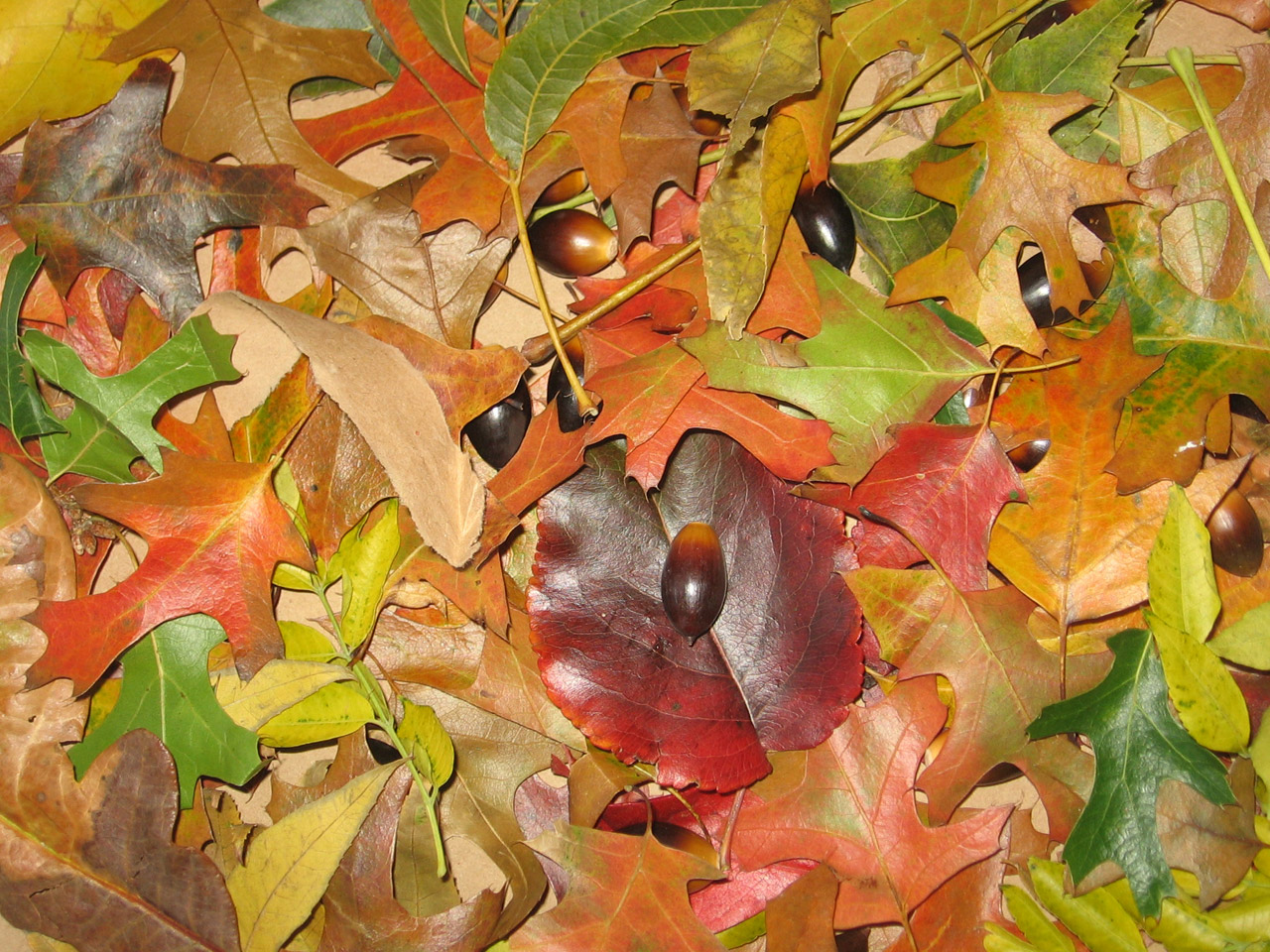 Fall Leaves Pictures Free Printable