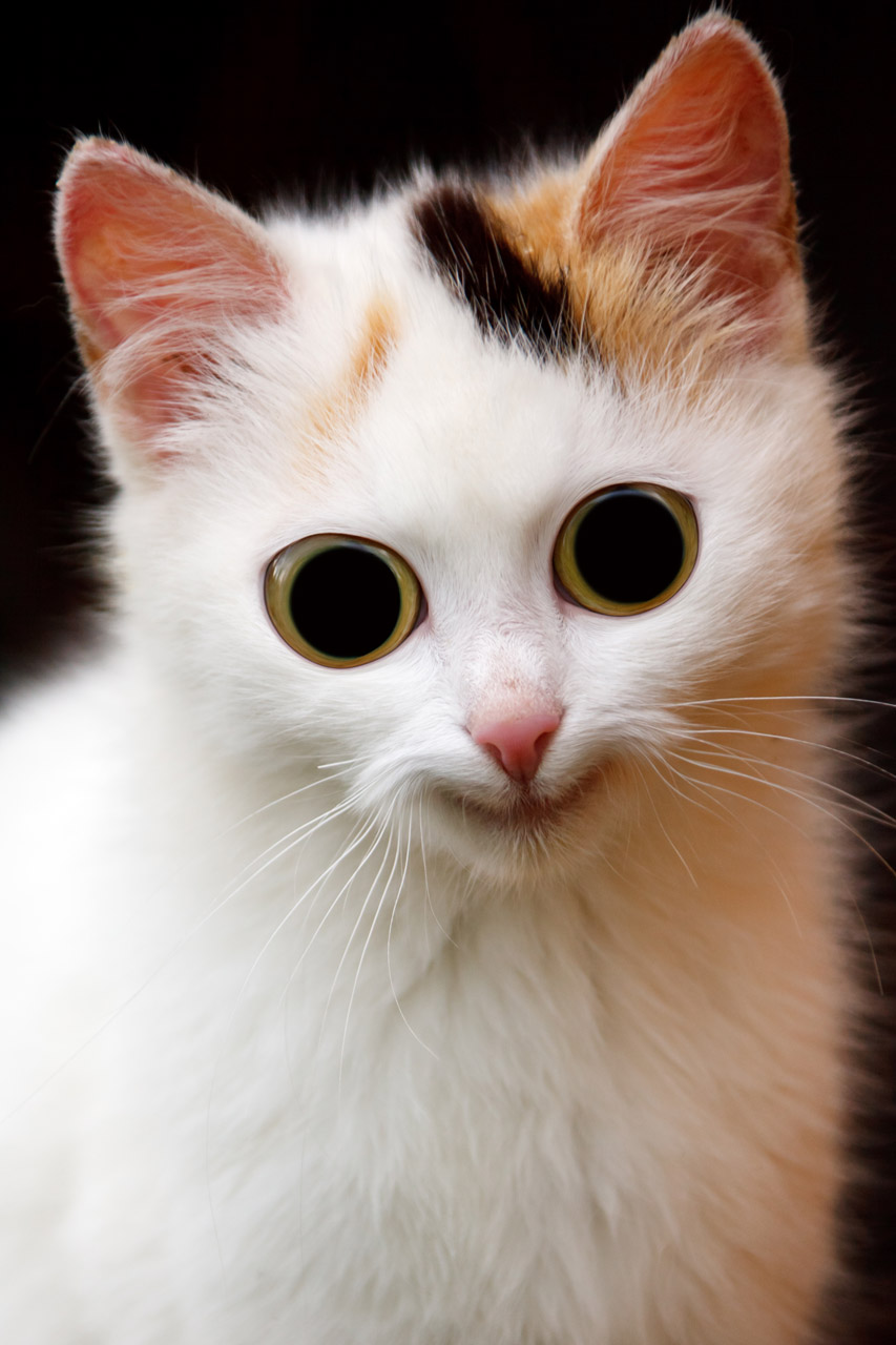 Lustige Katzen Bilder Download