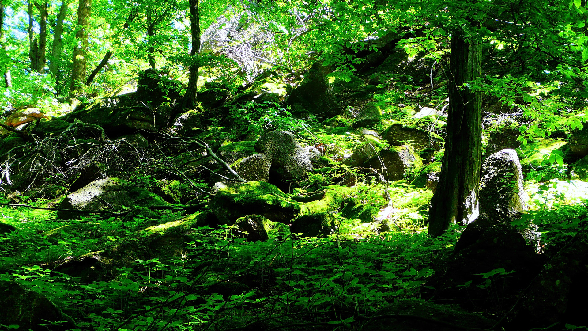 Green Nature Free Stock Photo - Public Domain Pictures