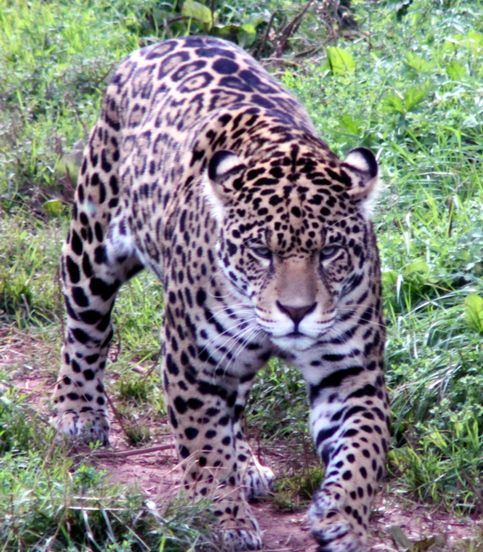 Jaguar Free Stock Photo - Public Domain Pictures
