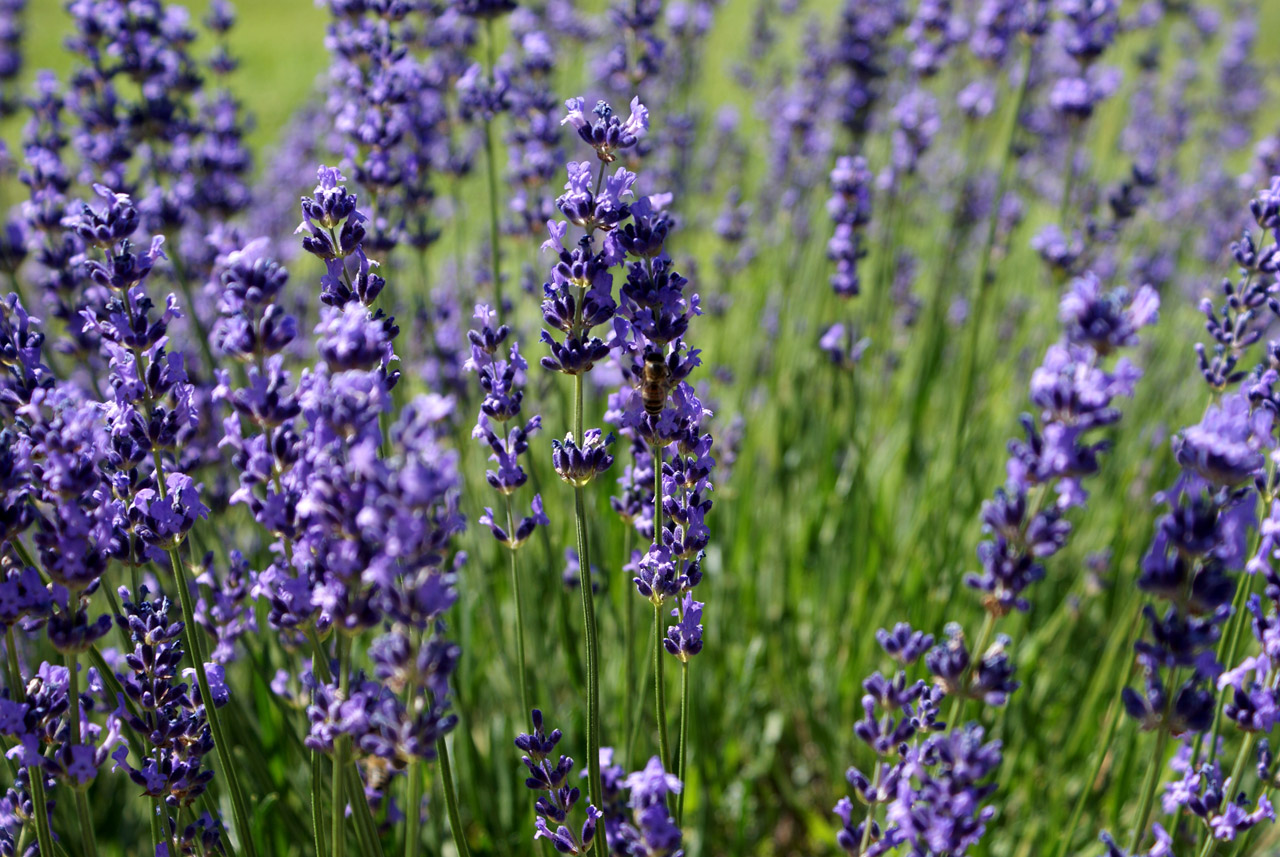 lavender-free-stock-photo-public-domain-pictures