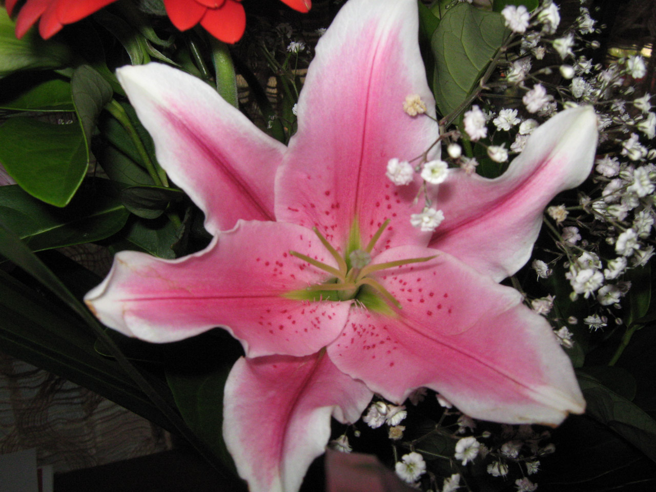 Lily Free Stock Photo - Public Domain Pictures