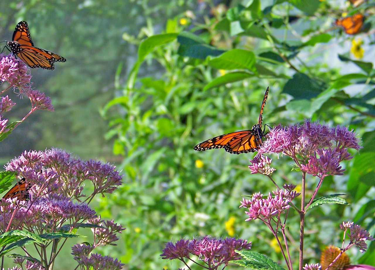 Monarch Butterflies On Flowers Free Stock Photo - Public Domain Pictures