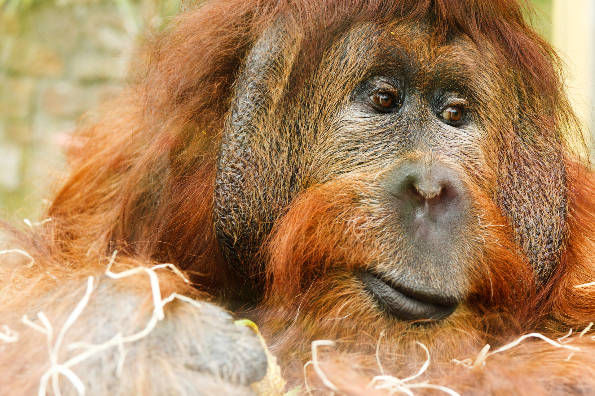 orangutan-free-stock-photo-public-domain-pictures