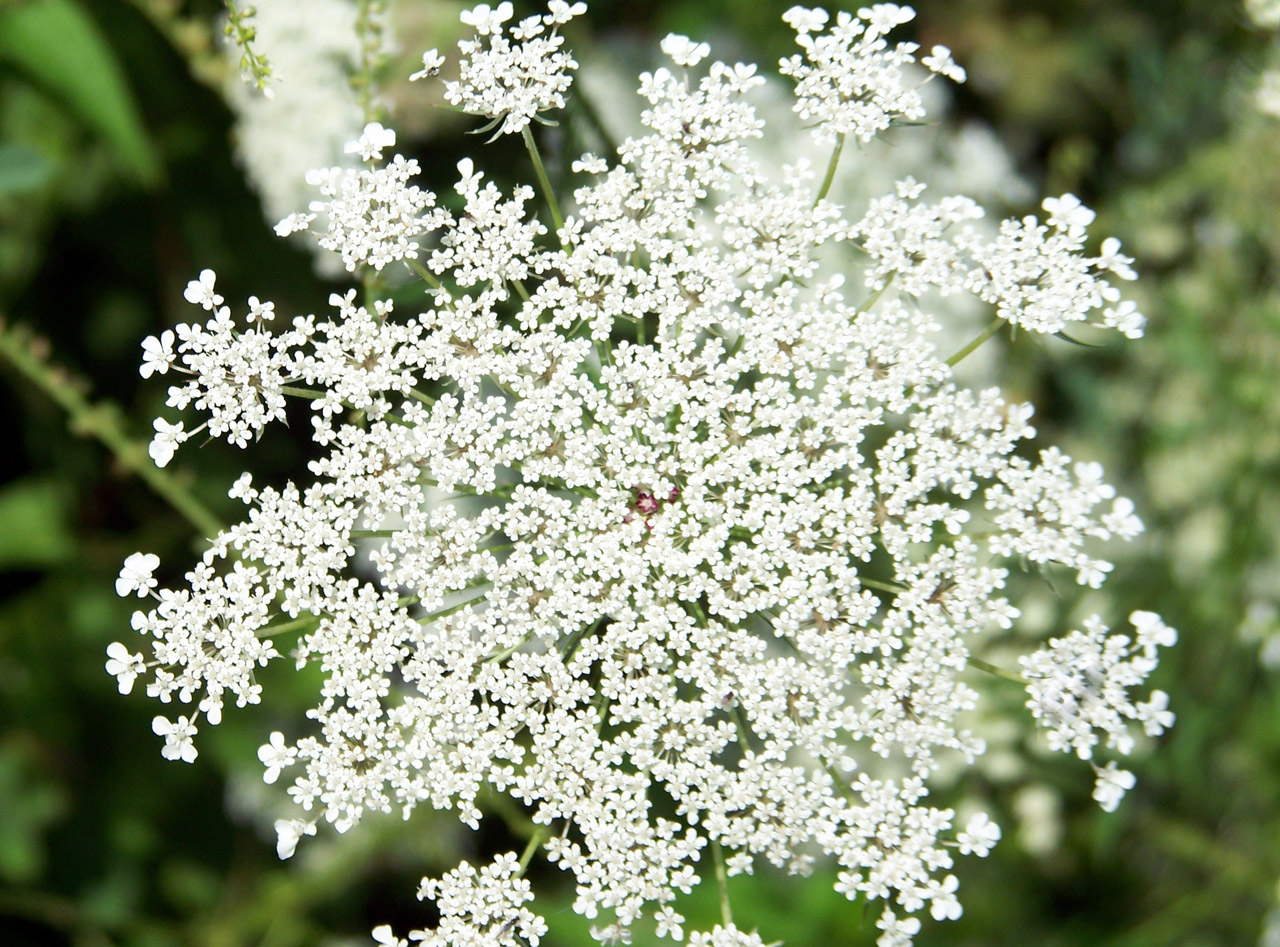 queen-anne-s-lace-free-stock-photo-public-domain-pictures
