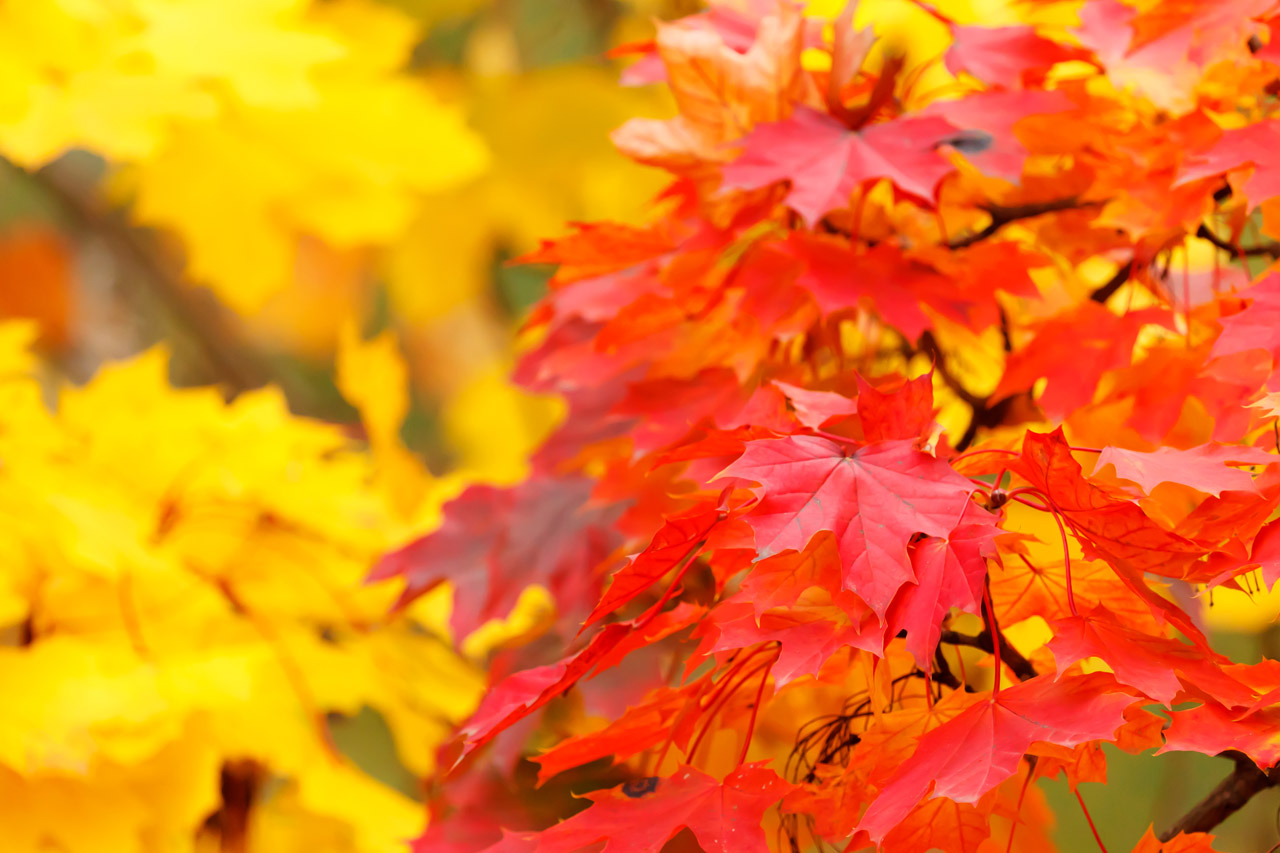 Red And Yellow Autumn Leaves Free Stock Photo - Public Domain Pictures