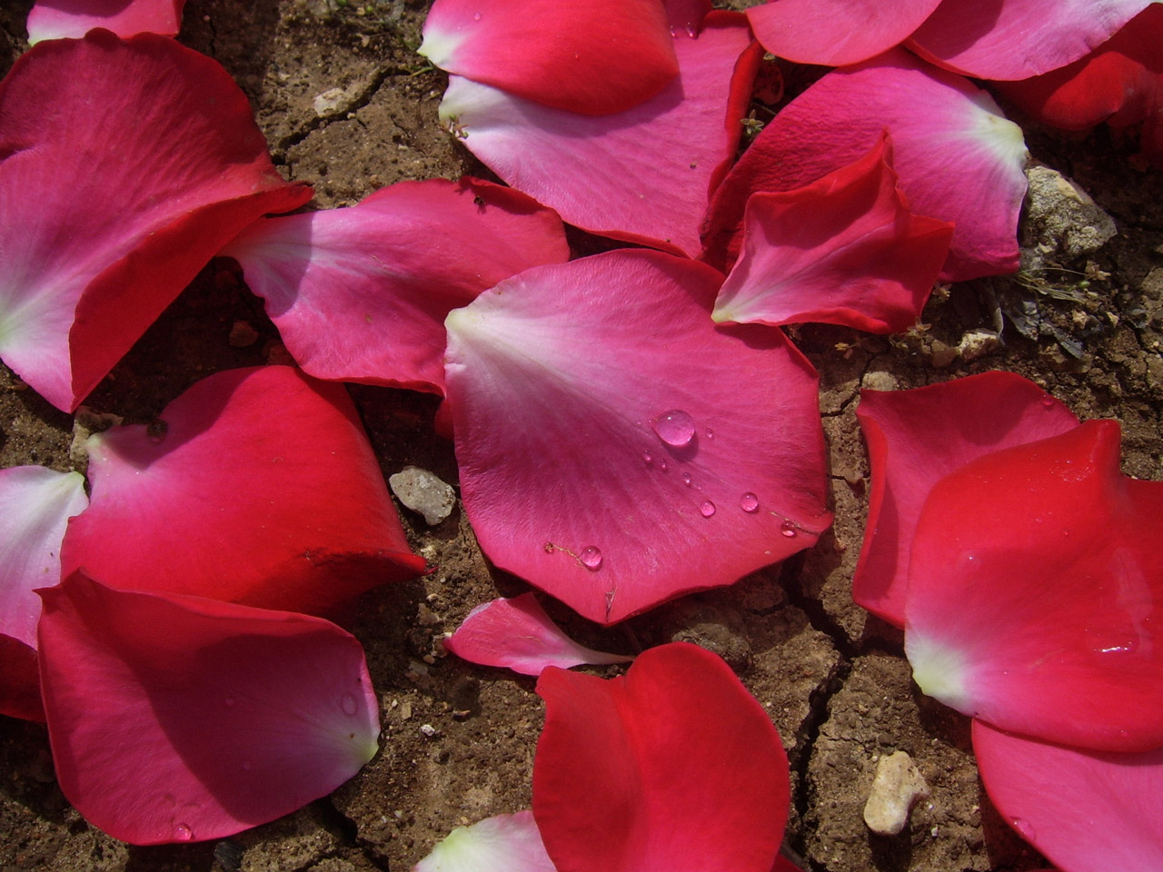 Rose Petals Free Stock Photo - Public Domain Pictures