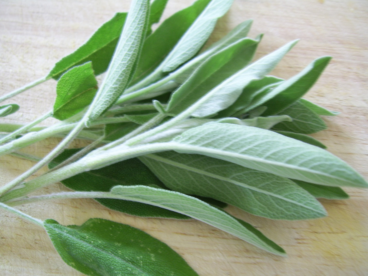 Sage Leaves Free Stock Photo - Public Domain Pictures