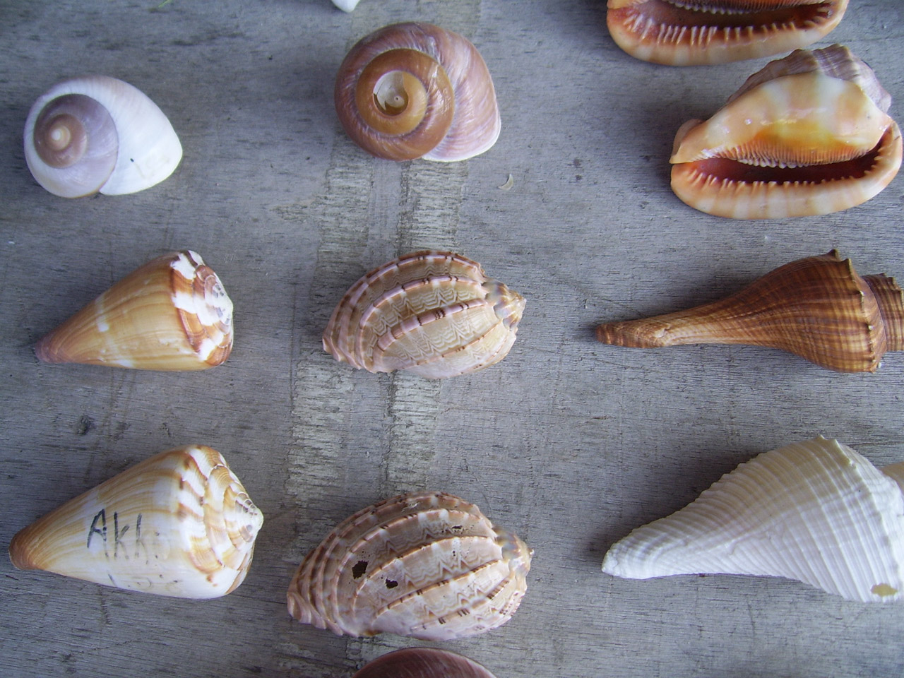 six-sea-shells.jpg