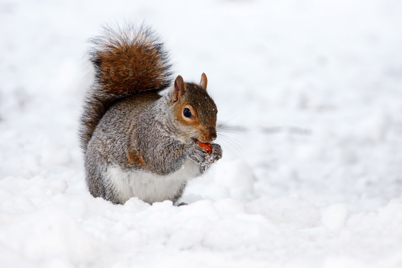 Squirrel In Winter Free Stock Photo - Public Domain Pictures