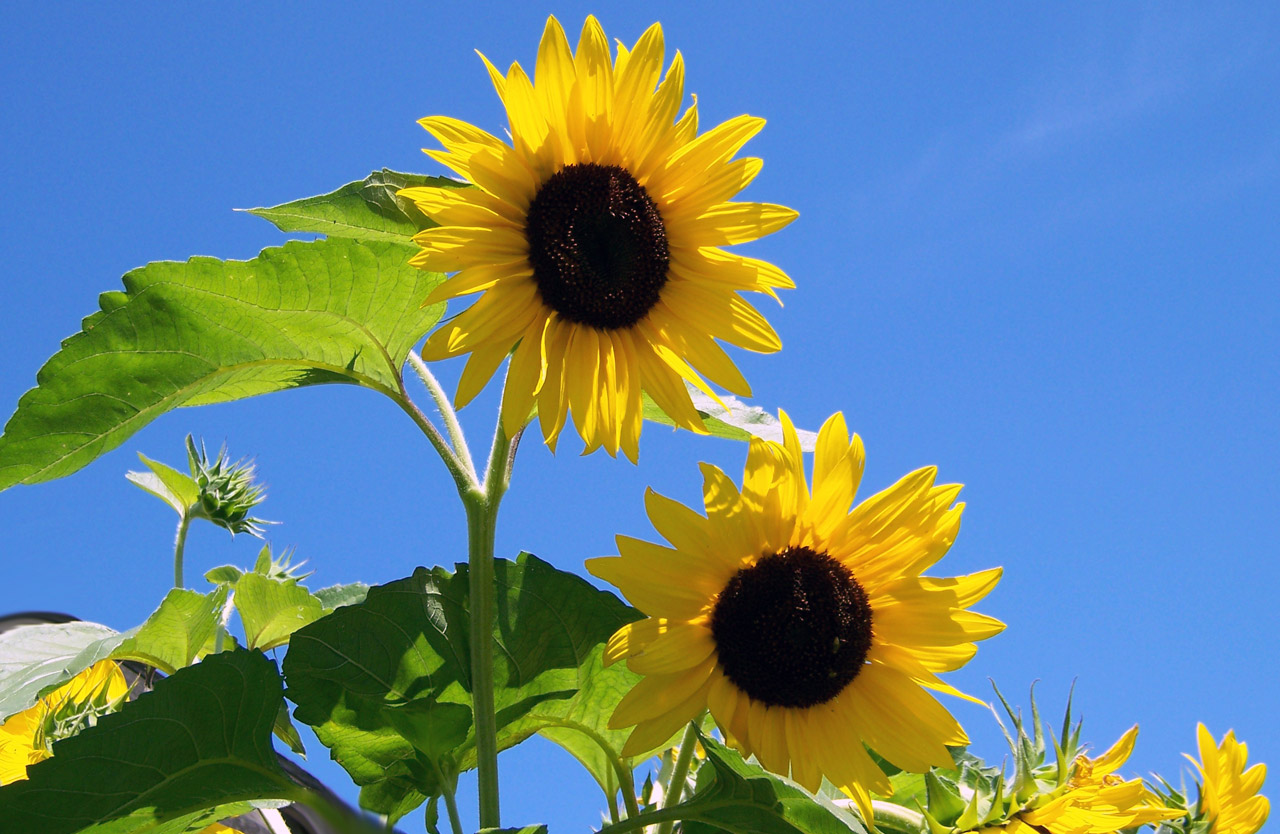 two-sunflowers-free-stock-photo-public-domain-pictures
