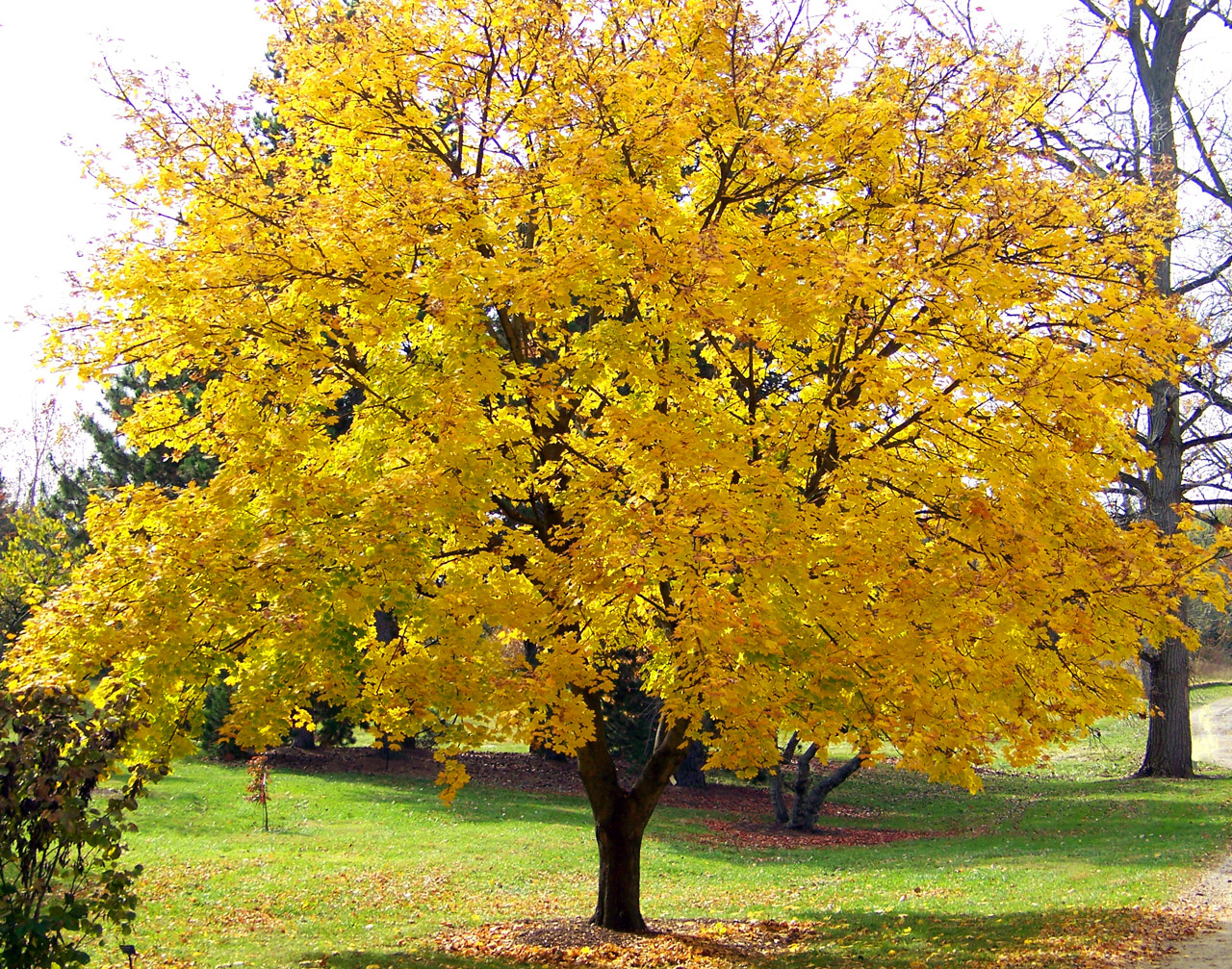 yellow-maple-tree-free-stock-photo-public-domain-pictures