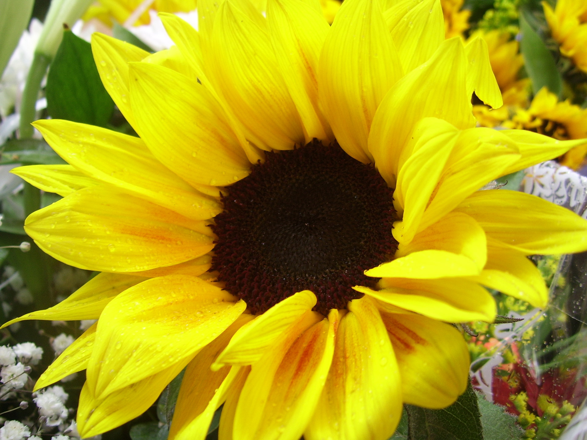 yellow sunflower nail design