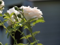 White Roses,