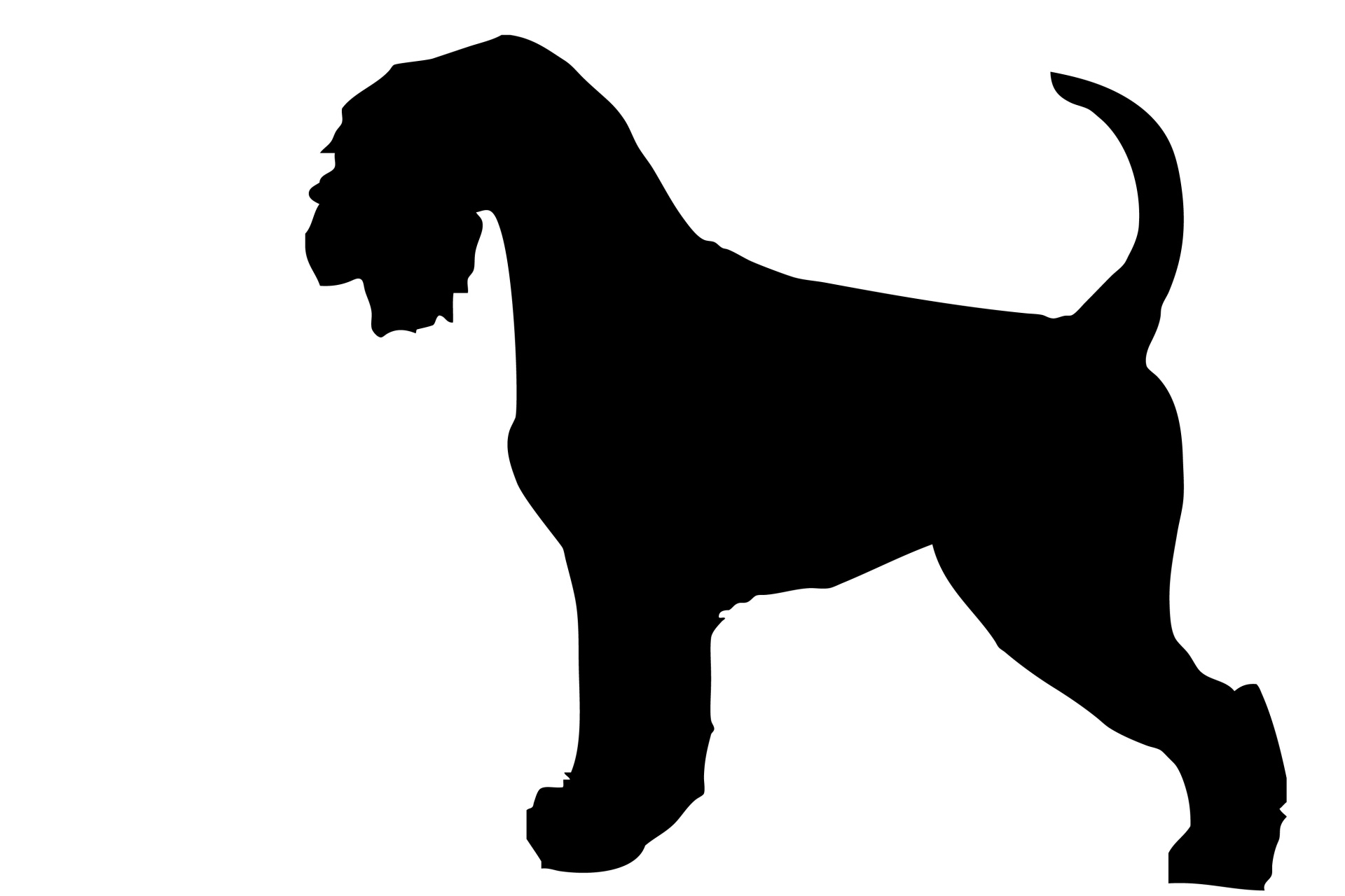 Dog, Schnauzer Black Silhouette Free Stock Photo - Public Domain Pictures
