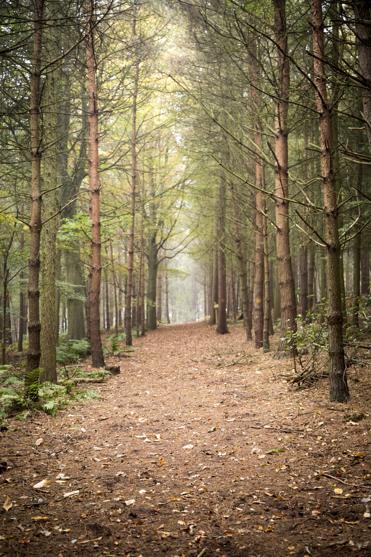 foggy-forest-free-stock-photo-public-domain-pictures