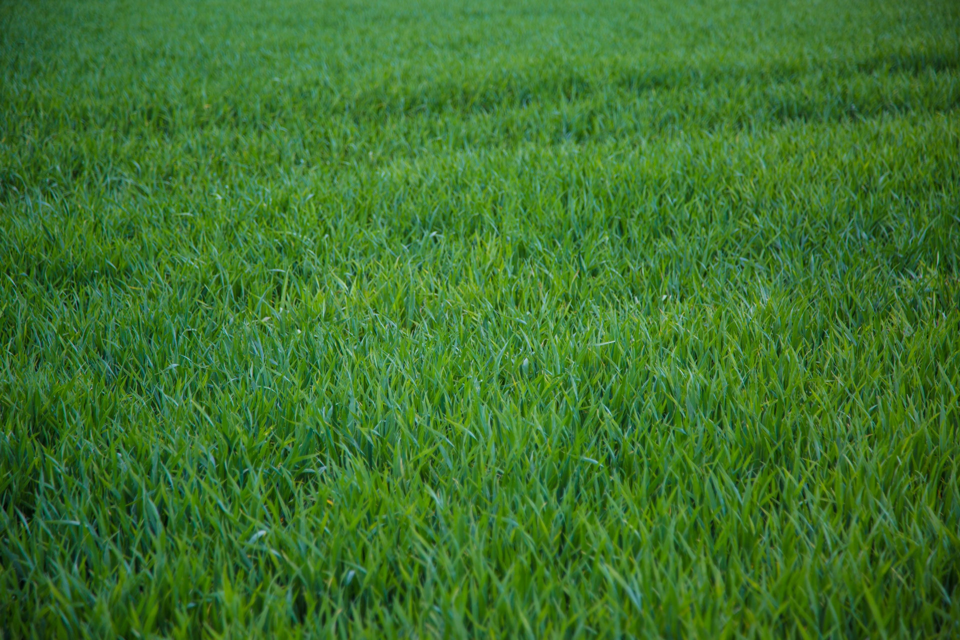grass-free-stock-photo-public-domain-pictures