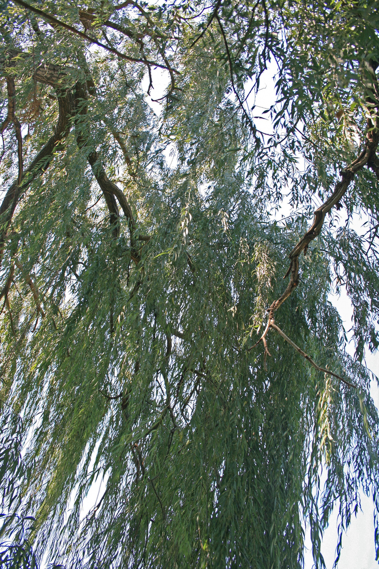 Hanging Weeping Willow Branches Free Stock Photo - Public Domain Pictures