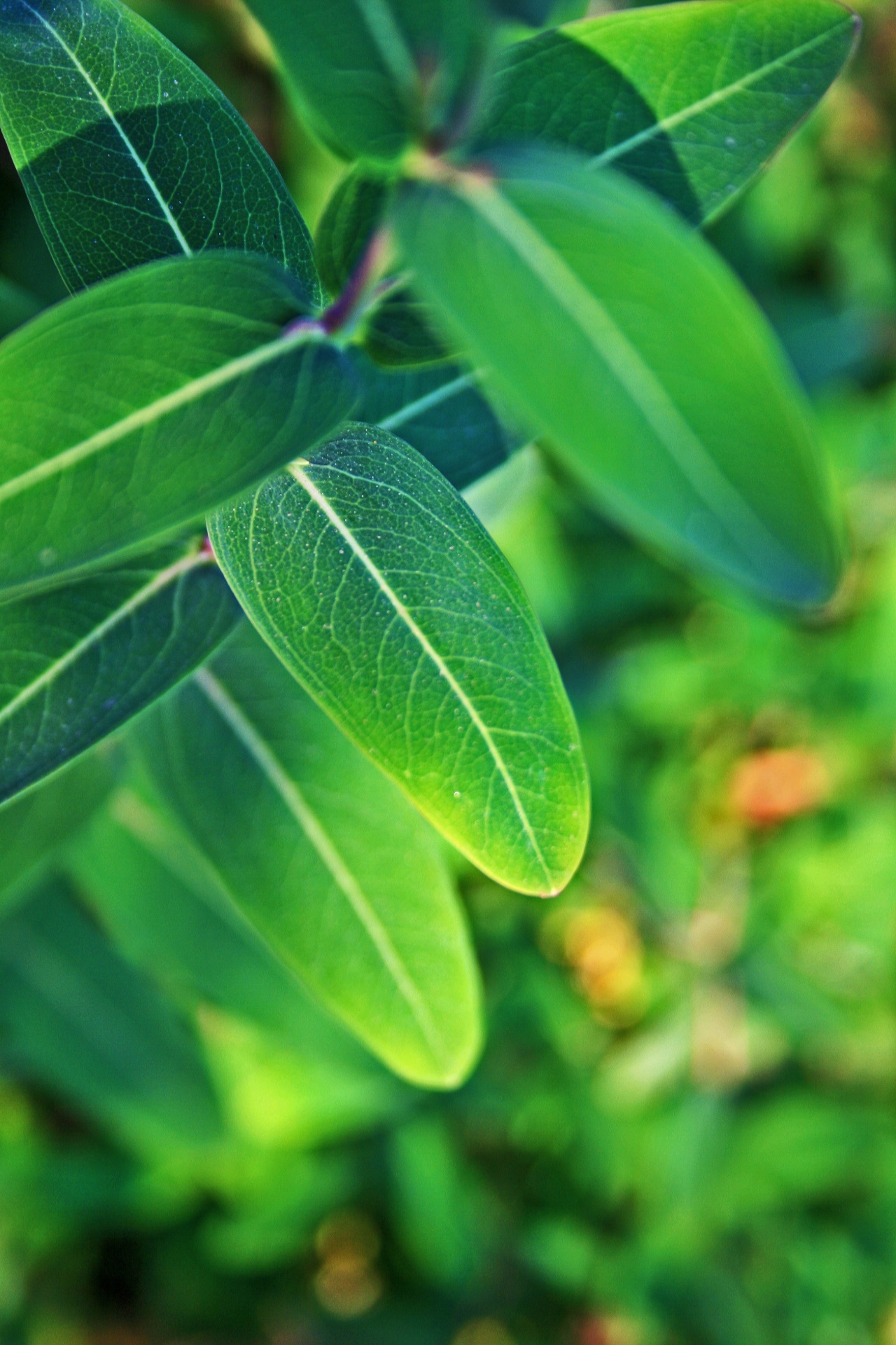 veined-green-leaves-free-stock-photo-public-domain-pictures
