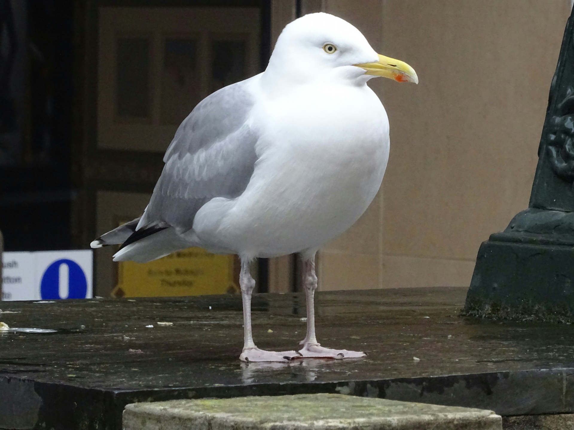 Seagull In The City