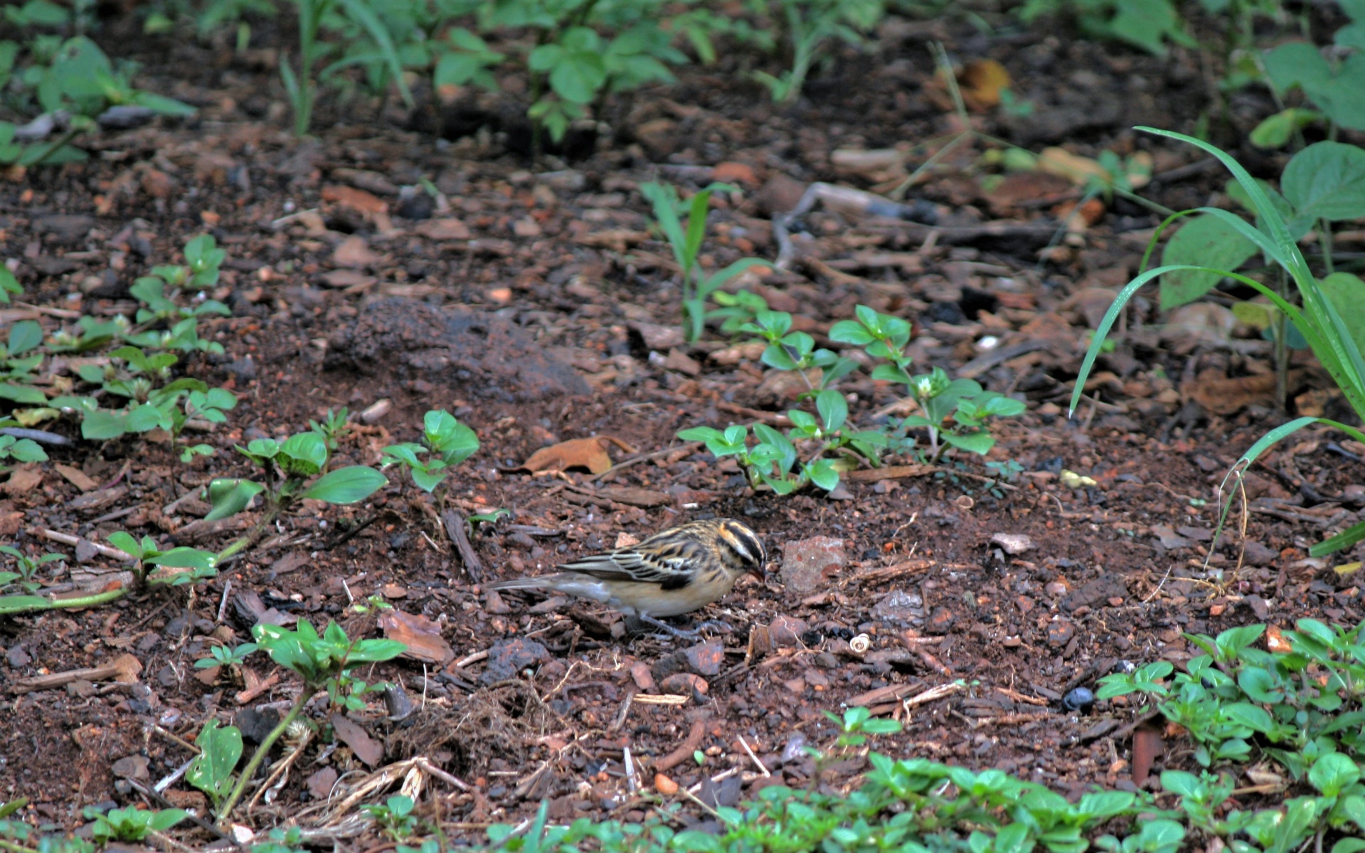 Small Brown Bird On The Ground